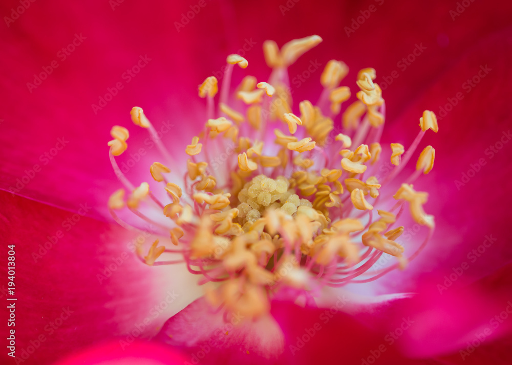 Pink  petals with golden filaments