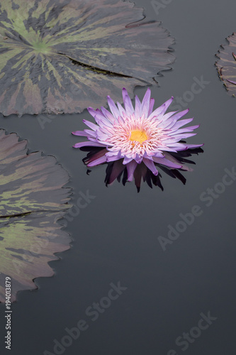 Purple water lilly