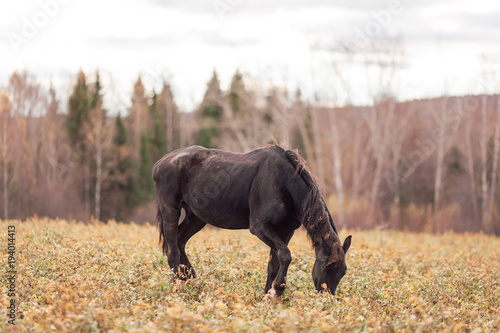 A lone  thin black horse is grazing in the field in the autumn forest in the daytime.