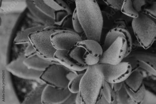 suculent plant black and withe close up