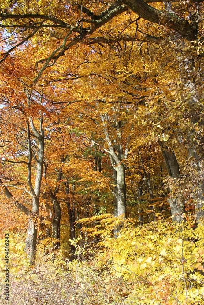Herbst im Nationalpark Hainich