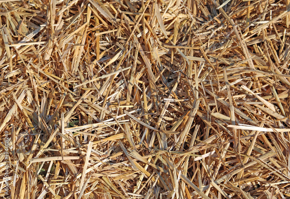 background with a lot of straw and dry hay in the stable background with a lot of straw and dry hay in the stable