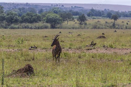 Lone Topi on the Serengeti 9484 © John
