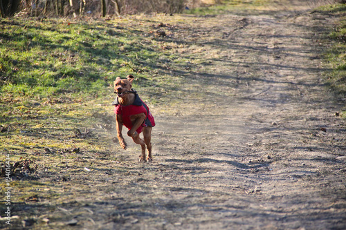 Magyar Vizsla Hund rennt spielt in der Sonne mit rotem Mantel und Stöckchen