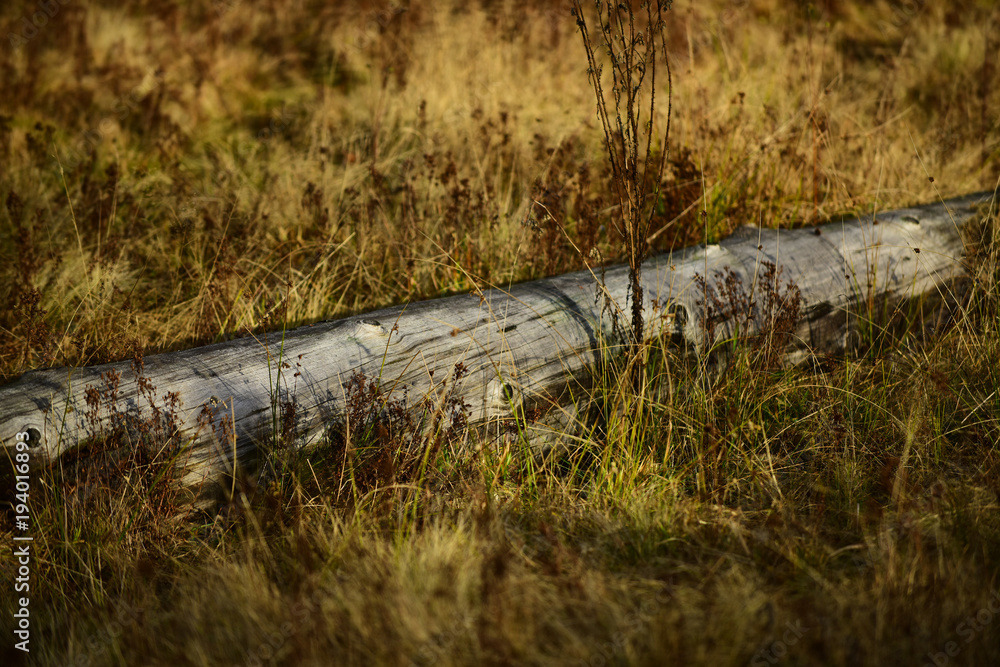 Obraz premium Old tree without bark lies. Nature concept.