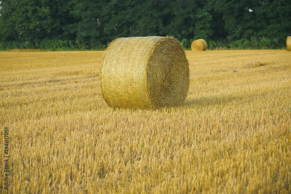 Hay bale dry on field, agriculture