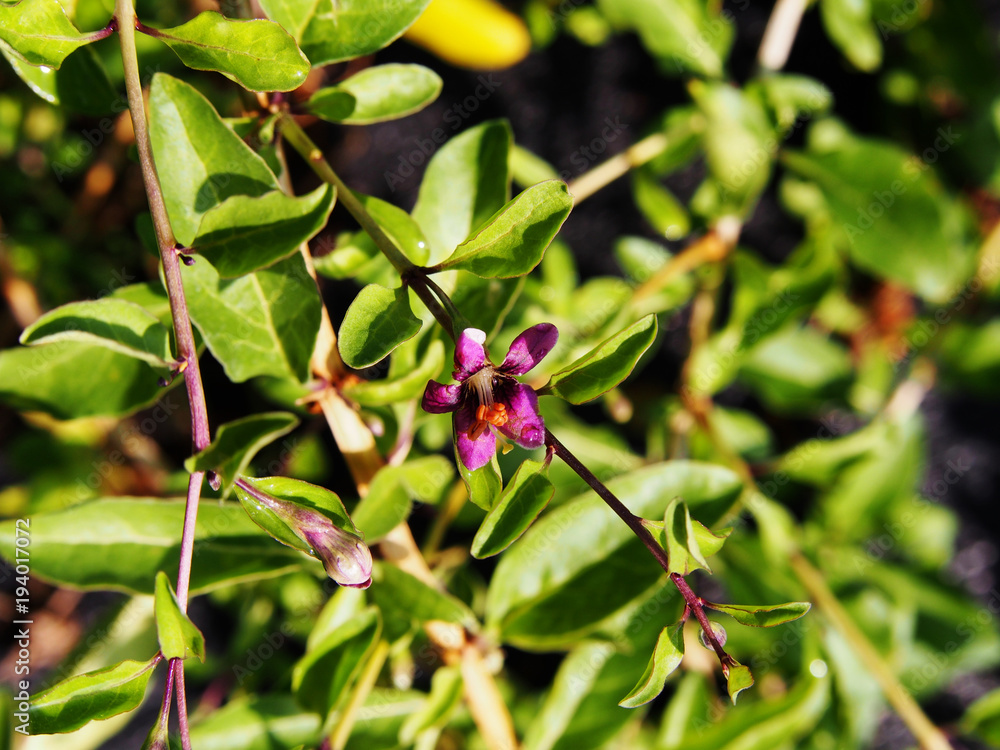 Goji flowers - Lycium barbarum (Chinese wolfberry, Chinese boxthorn, Himalayan goji) Goji flowers - Lycium barbarum (Chinese wolfberry, Chinese boxthorn, Himalayan goji)