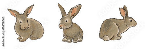 Easter Bunny - set of 3 different, vector illustration in realistic style, isolated on white background. Easter greetings illustration design template