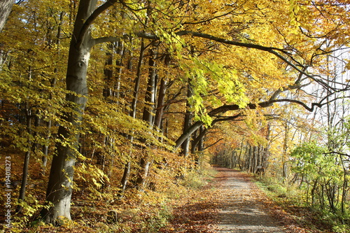 Herbst im Nationalpark Hainich