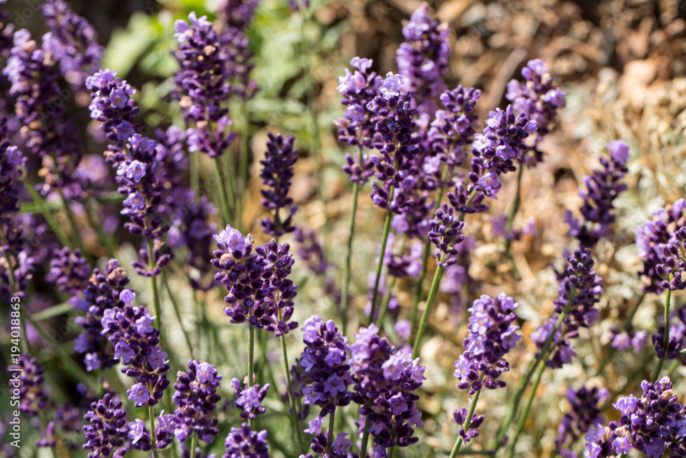 the flourishing lavender in Provence, near Sault, France the flourishing lavender in Provence, near Sault, France