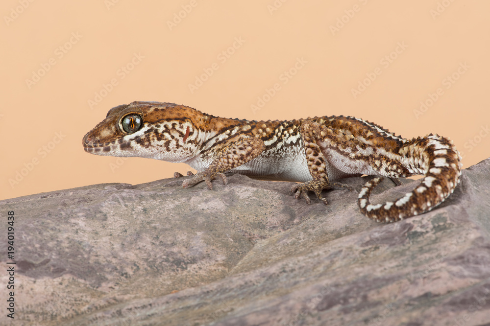 Fototapeta premium Ocelot Gecko (Paroedura pictus)/Madagascar Ground Gecko basking on rock