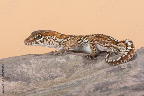 Ocelot Gecko (Paroedura pictus)/Madagascar Ground Gecko basking on rock