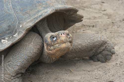 Галапагосская черепаха в питомнике