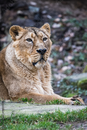 Closeup of a female asian lion
