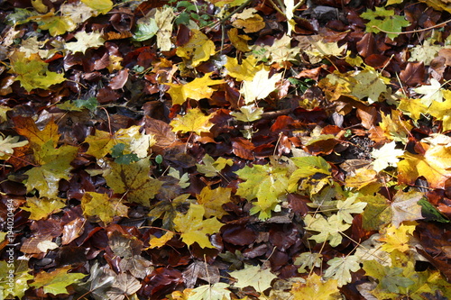 Herbstlaub im Nationalpark Hainich