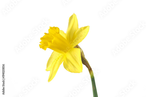 Fototapeta Naklejka Na Ścianę i Meble -  Narzisse Perspektive 2 freigestellt 