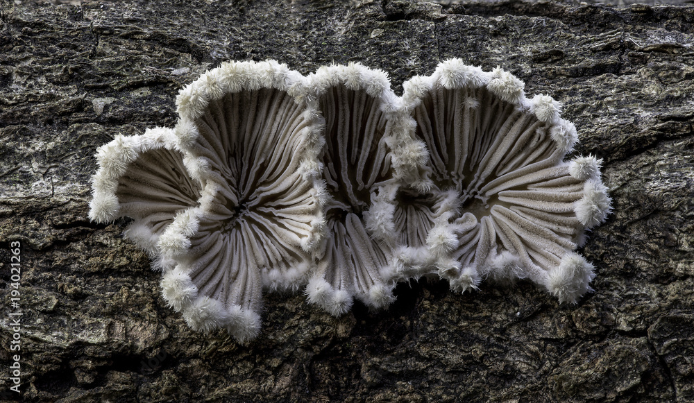 mushrooms mushrooms