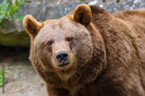 Closeup of an european brown bear