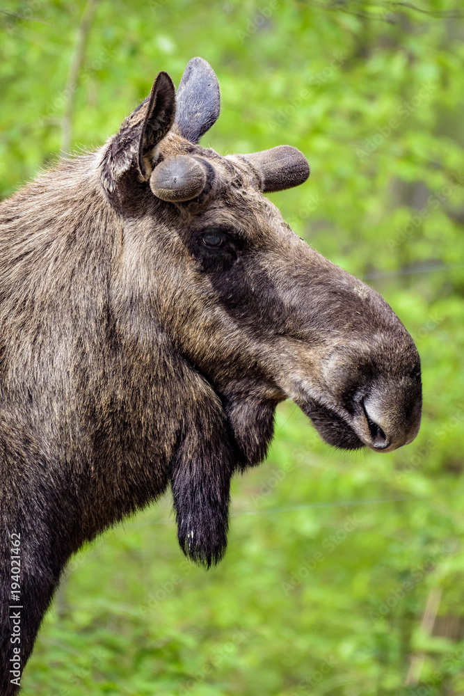 Closeup of a moose