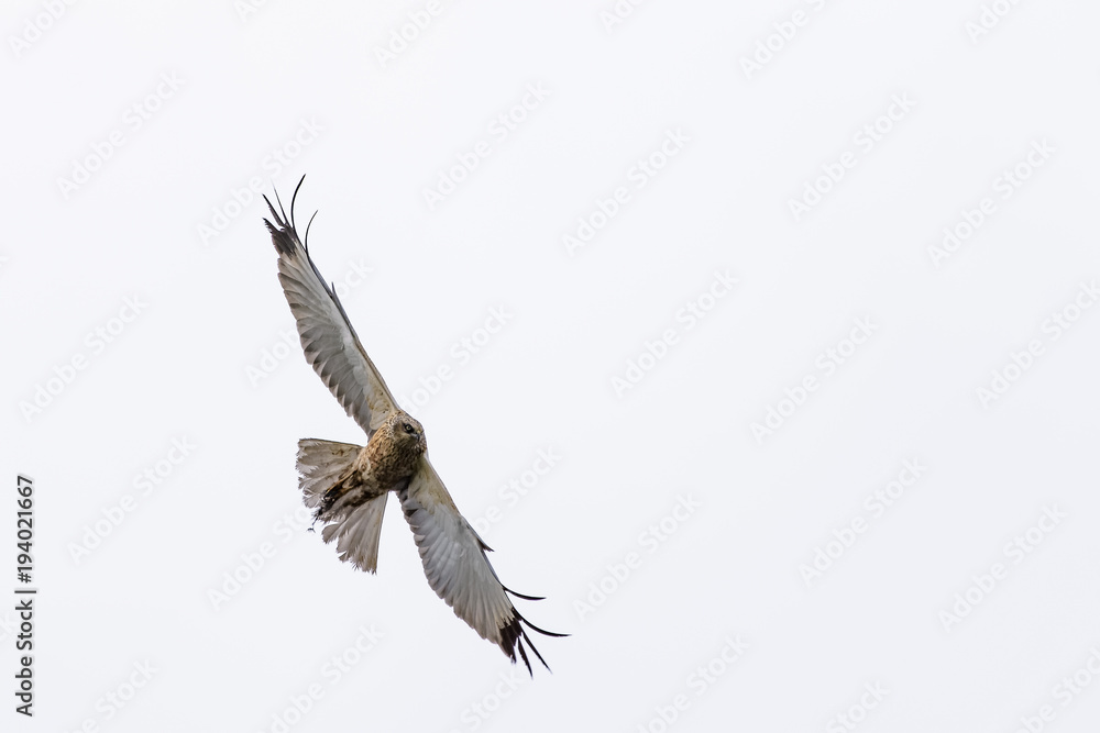 Obraz premium Northern harrier flying