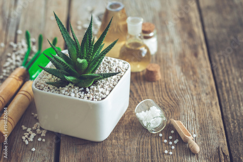 Haworthia succulent in flower pot, mini garden tools and homeopathic remedies for plant.