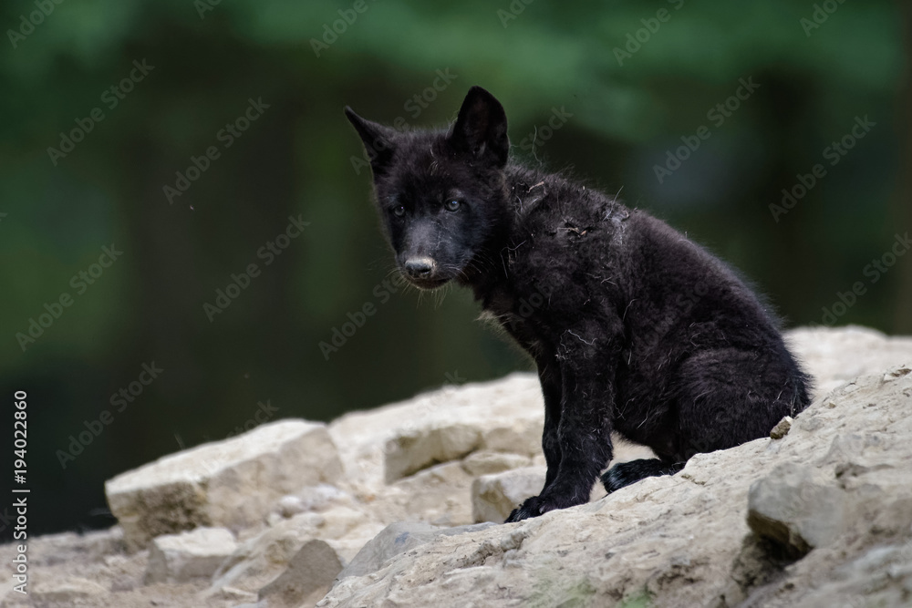 Young Timberwolf sitting in a forest Young Timberwolf sitting in a forest