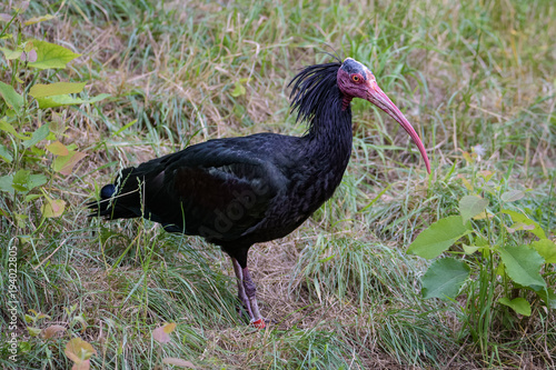 Hermit ibis standing in high grass © Thorsten Spoerlein