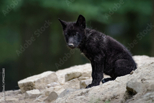 Young Timberwolf sitting in a forest © Thorsten Spoerlein