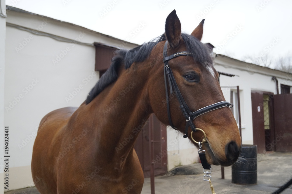 Obraz premium Horse