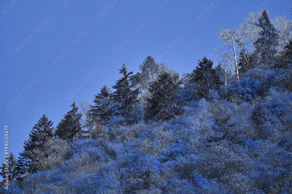 autumnal color on mountain