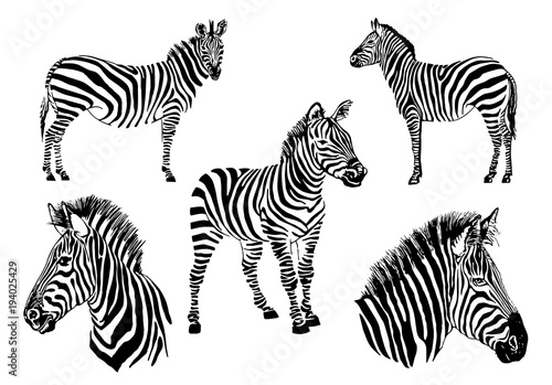 Graphical set of zebras isolated on white background,vector