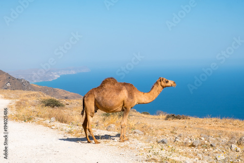 Sultanate of Oman   Camels 