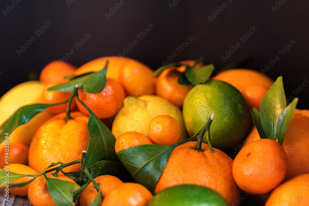 Close-up of various citrus fruits Close-up of various citrus fruits