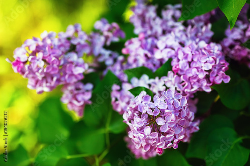 Blooming purple lilac flowers in the garden. Shallow depth of field. Selective focus. © Veresovich