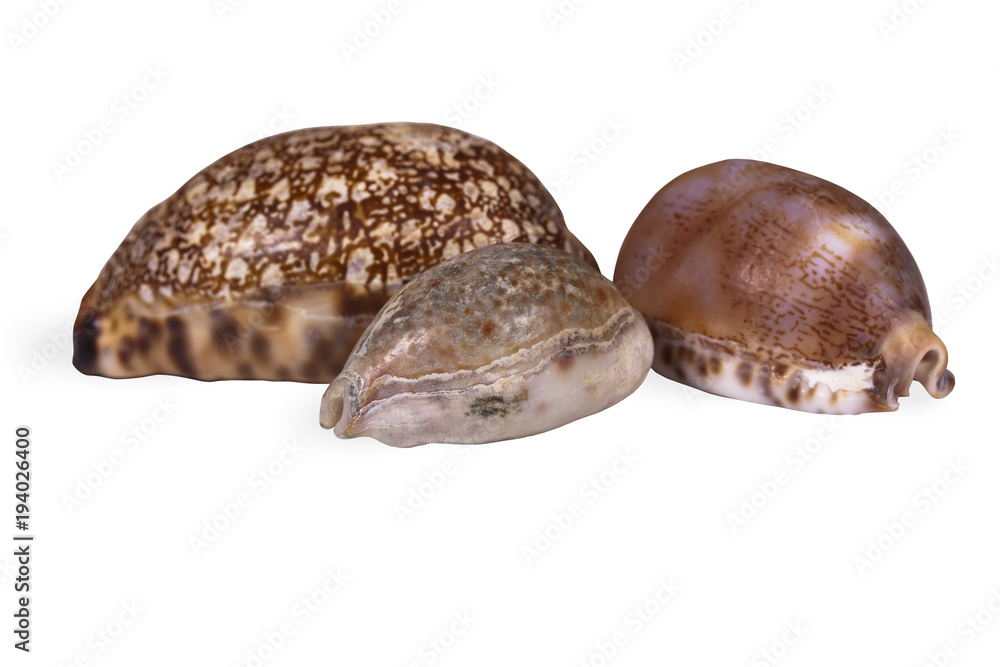 Beautiful shells Beautiful shells