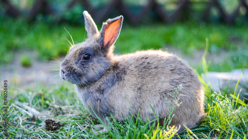 Fototapeta premium Rabbit sits on the grass in the sunlight