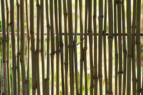 Reed fence in backlight. Background.