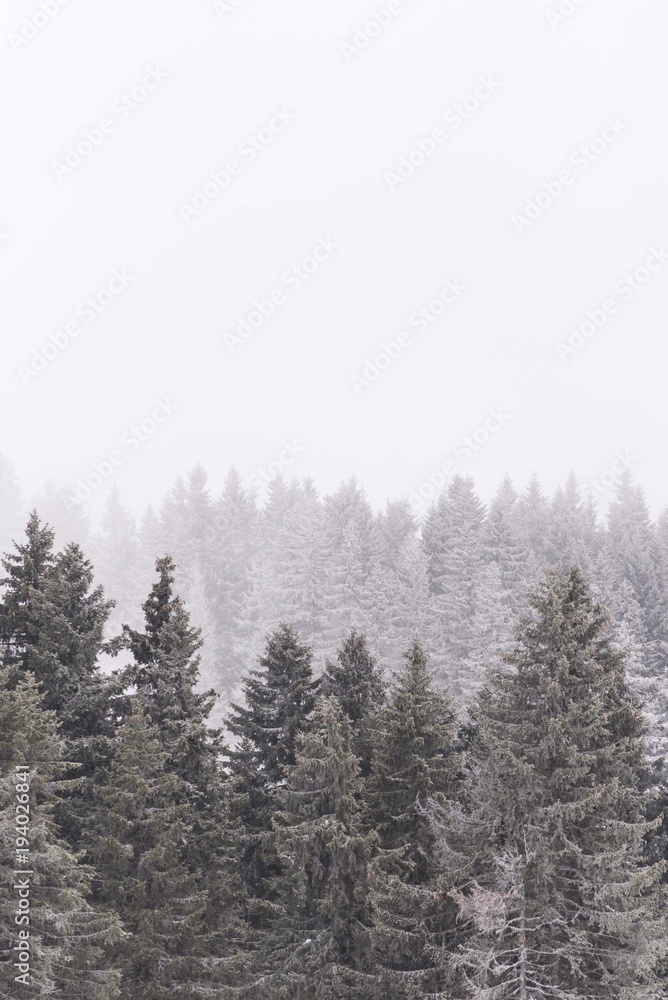 winter conifer trees winter conifer trees