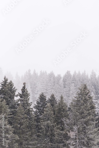 winter conifer trees © Djordje