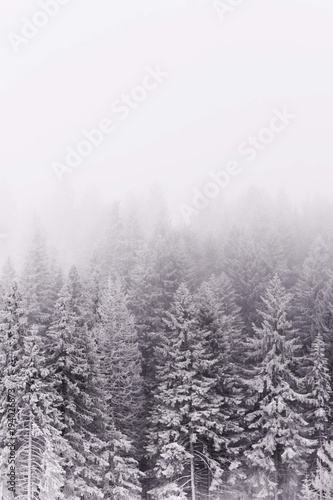 snow winter trees. conifer woods