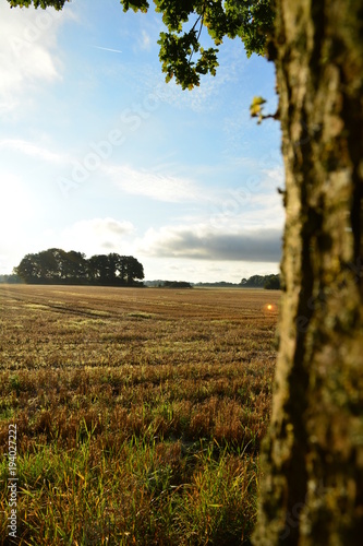 morning sun over the stubble field