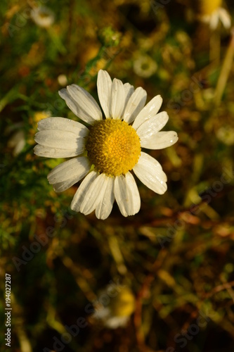 beautiful pieces of Denmark