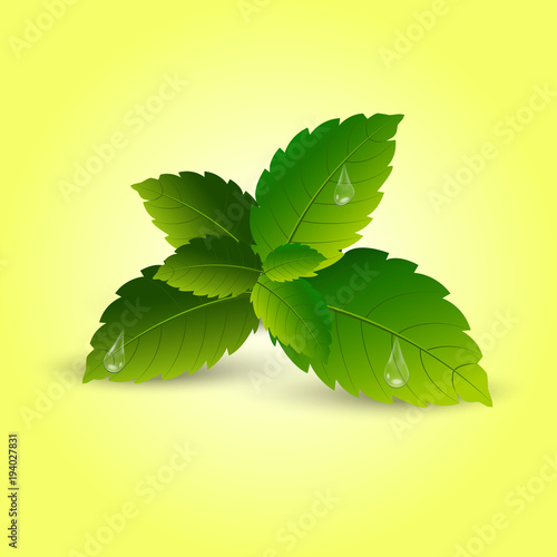 Realistic mint leaves with soft shadow. Vector.