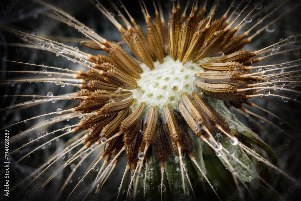 Obraz premium Dandelion fluff seeds and water drops in close up