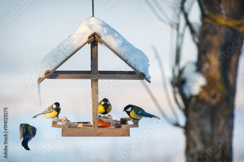 Canvas Print Four tit in the snowy winter bird feeder eating pork fat