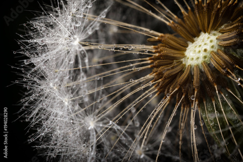 Dandelion fluff seeds and water drops in close up © Linas T