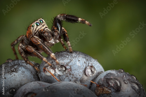 Jumping spider on the Blackberry