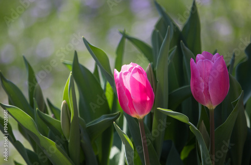 Pinke Tulpen im Sonnenlicht auf einer Wiese