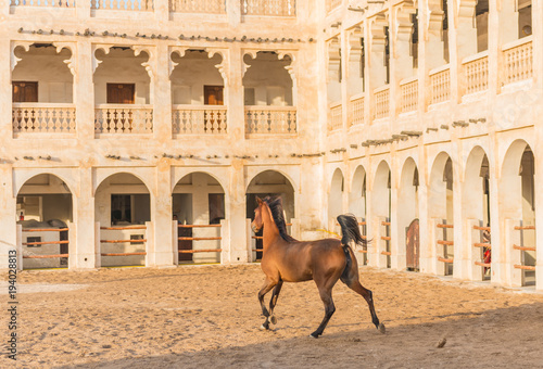 arabic horses in qatar 