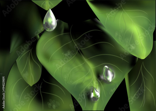 plant droplet illustration